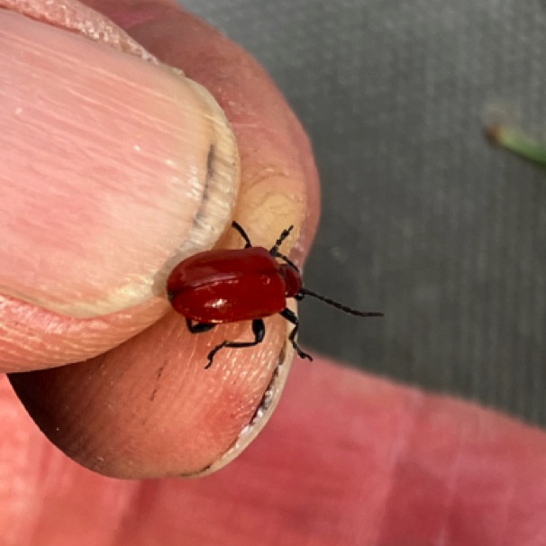 An invasive lily-trashing beetle (ugh)